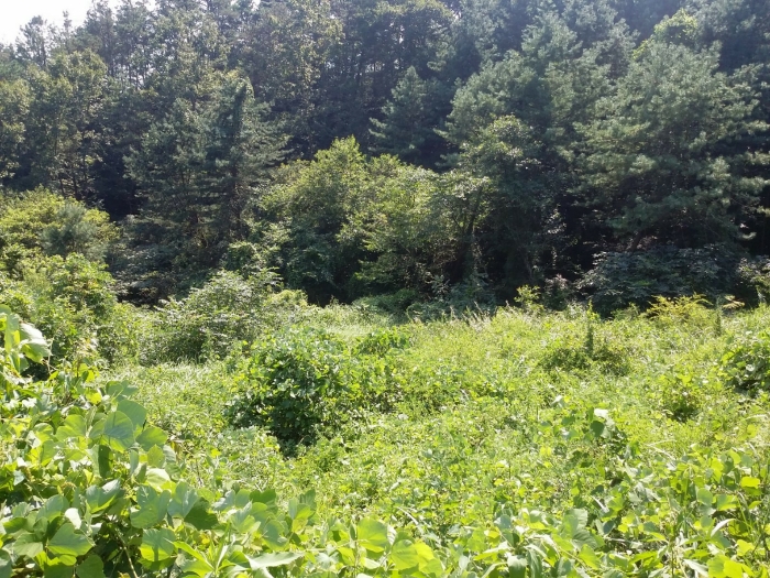 전라남도 보성군 미력면 도개리 828-3 외 1필지 전 경매 사진 9