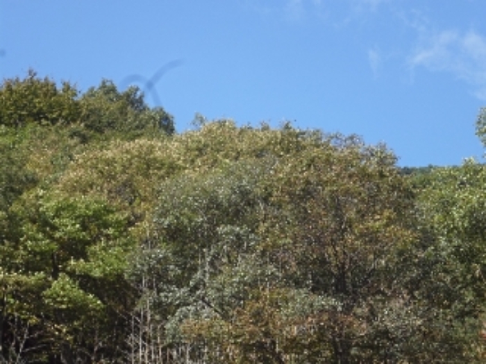 경상남도 밀양시 단장면 구천리 1866 임야 경매 사진 5