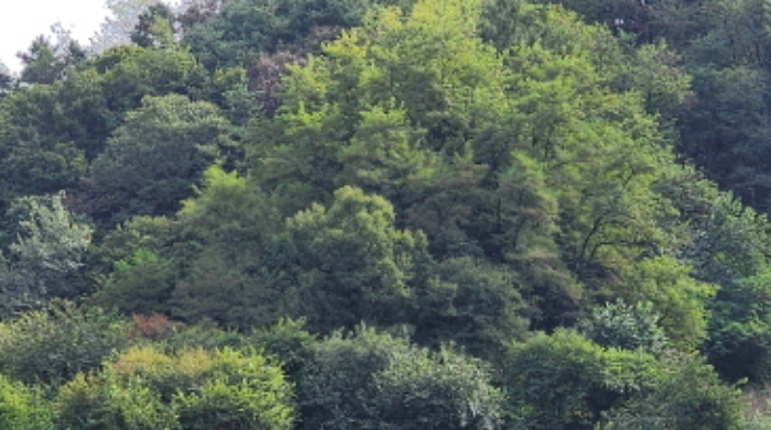 충청북도 제천시 신월동 산67-5 임야 경매 사진 11