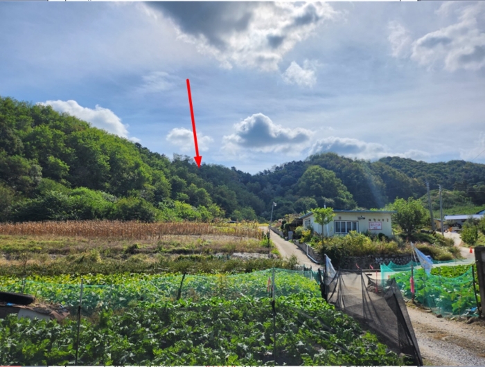 충청북도 제천시 신월동 산67-5 임야 경매 사진 13