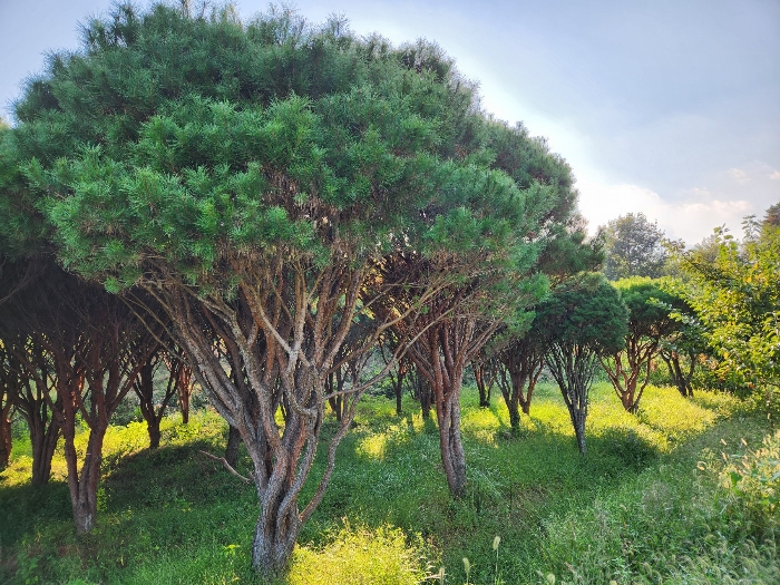 경상남도 사천시 서포면 다평리 358-2 전 경매 사진 9