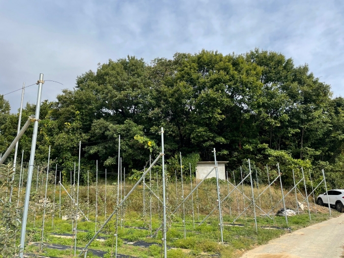 충청북도 영동군 추풍령면 죽전리 287 임야 경매 사진 5