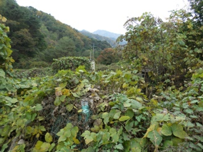 강원특별자치도 횡성군 우천면 오원리 234 외 2필지 전 경매 사진 8