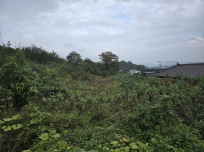 경상북도 영천시 범어동 632 외 5필지 과수원 경매 사진 6