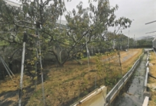 경상북도 김천시 다수동 390-1 답 경매 사진 29