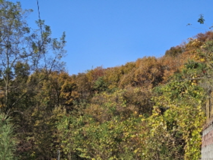경기도 용인시 처인구 원삼면 맹리 산57-4 임야 경매 사진 1