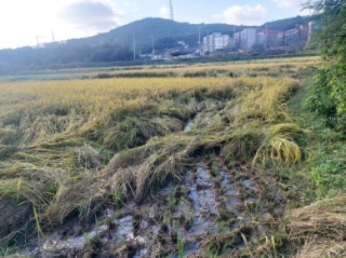 충청남도 당진시 송악읍 중흥리 233-7 답 경매 사진 28