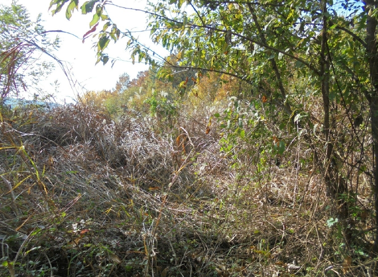 경상남도 창녕군 창녕읍 도야리 82 대지 경매 사진 4