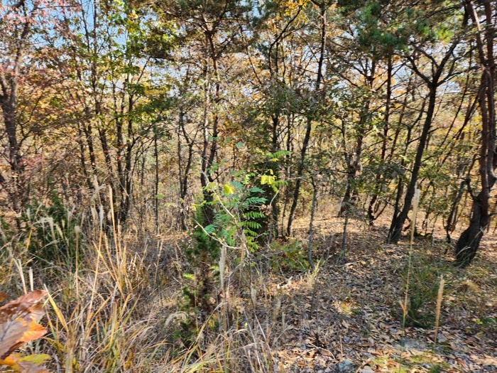 인천광역시 강화군 삼산면 상리 344-2 임야 경매 사진 12