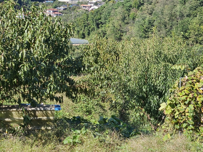 경상남도 함안군 칠북면 봉촌리 산384-2 임야 경매 사진 27