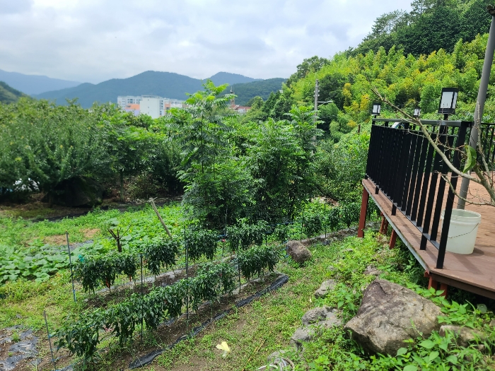 경상남도 거제시 연초면 죽토리 702 전 경매 사진 14