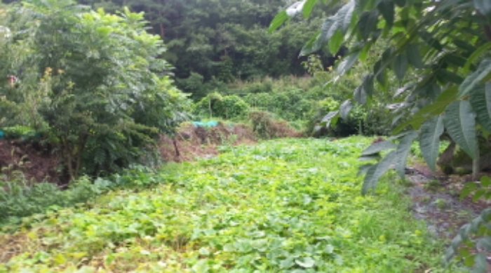 경상남도 거제시 연초면 죽토리 702 전 경매 사진 10