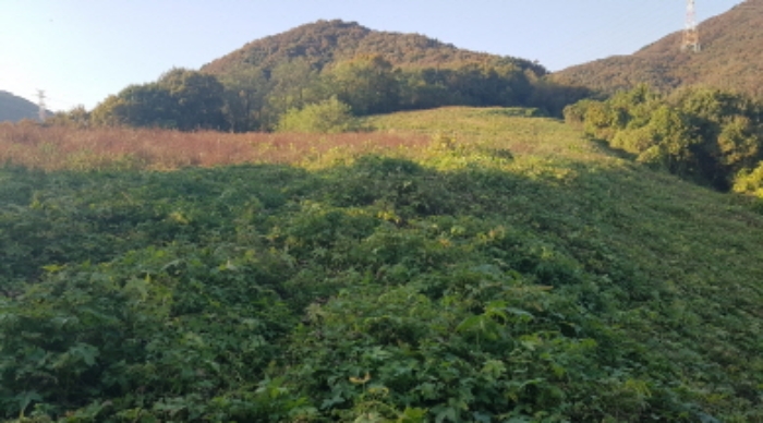 경기도 안성시 보개면 북가현리 산181 외 1필지 임야 경매 사진 14