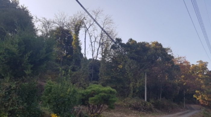 경기도 안성시 보개면 북가현리 산181 외 1필지 임야 경매 사진 4
