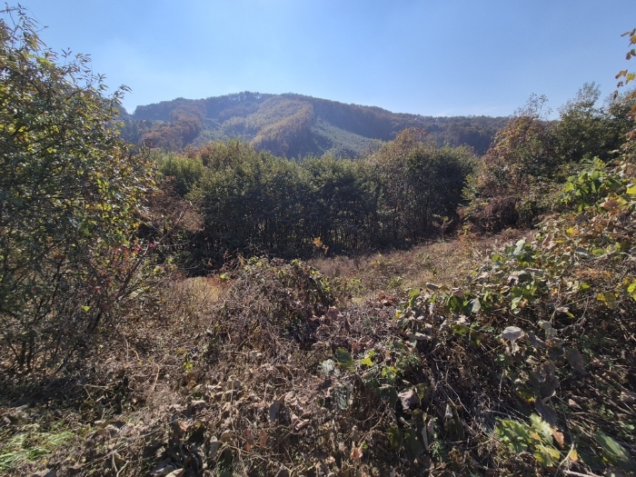 경기도 안성시 보개면 북가현리 산181 외 1필지 임야 경매 사진 35