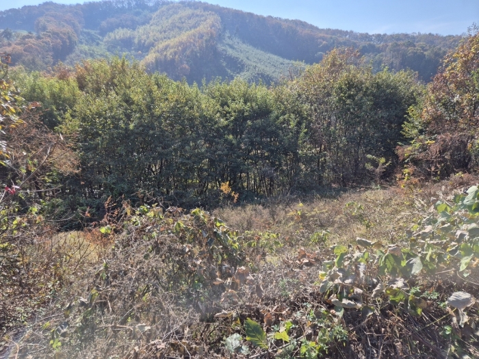 경기도 안성시 보개면 북가현리 산181 외 1필지 임야 경매 사진 36