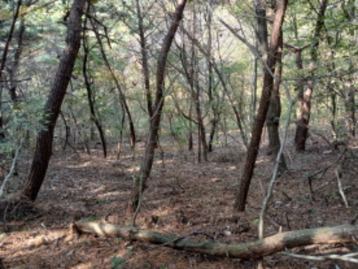 충청남도 당진시 고대면 옥현리 산298-6 임야 경매 사진 23