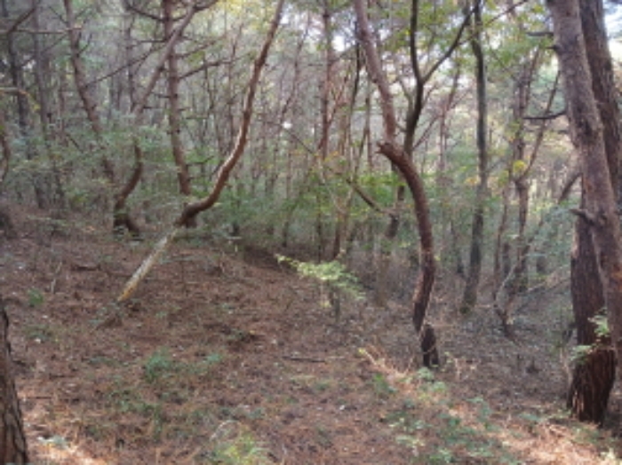충청남도 당진시 고대면 옥현리 산298-6 임야 경매 사진 25