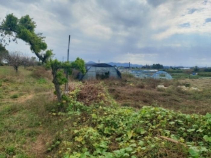 충청남도 당진시 합덕읍 대합덕리 501-2 외 3필지 전 경매 사진 6