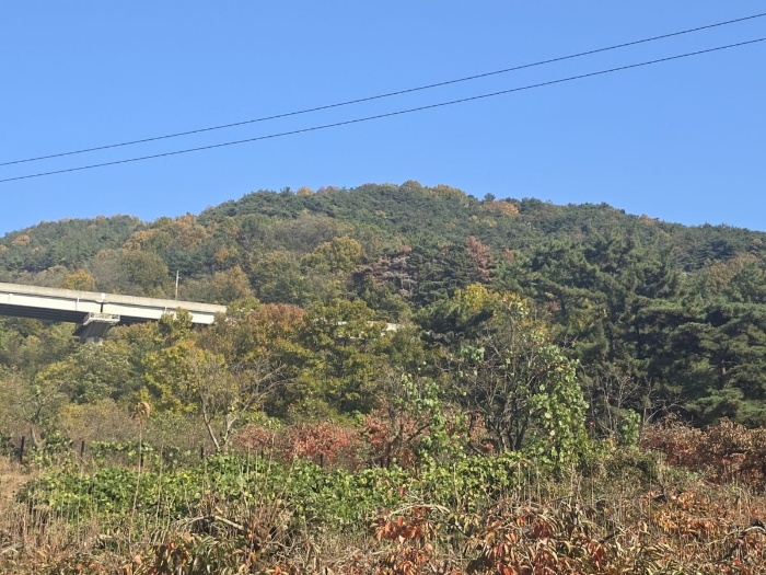 경상북도 청도군 이서면 팔조리 산40 임야 경매 사진 4