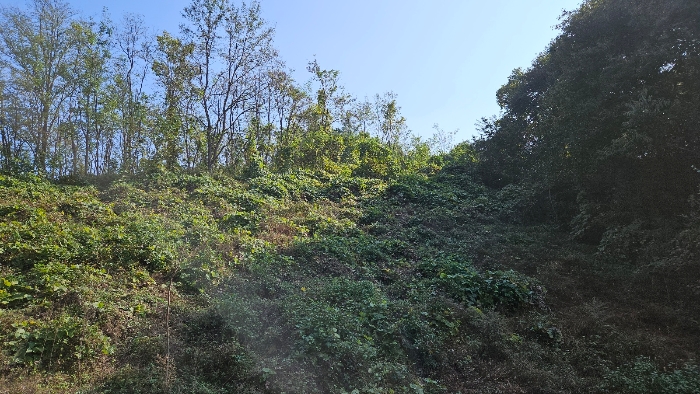 충청남도 공주시 월송동 산68-5 외 2필지 임야 경매 사진 4