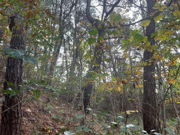 경상북도 영주시 이산면 석포리 435 전 경매 사진 3