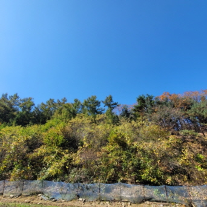 경기도 파주시 광탄면 발랑리 산83 임야 경매 사진 21