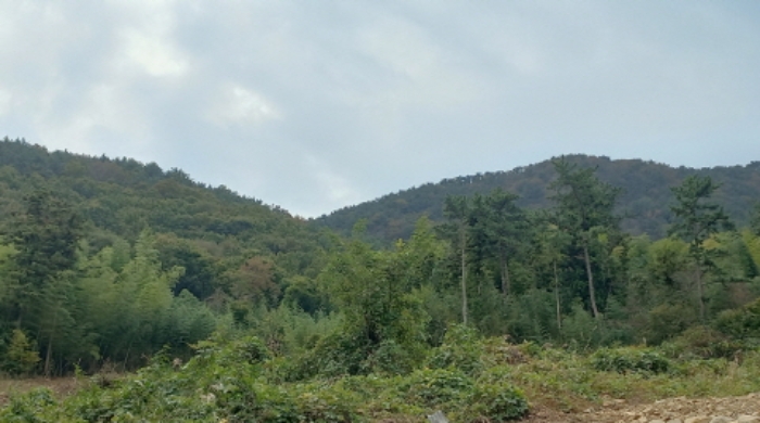 경상남도 거제시 거제면 옥산리 산58-5 임야 경매 사진 4