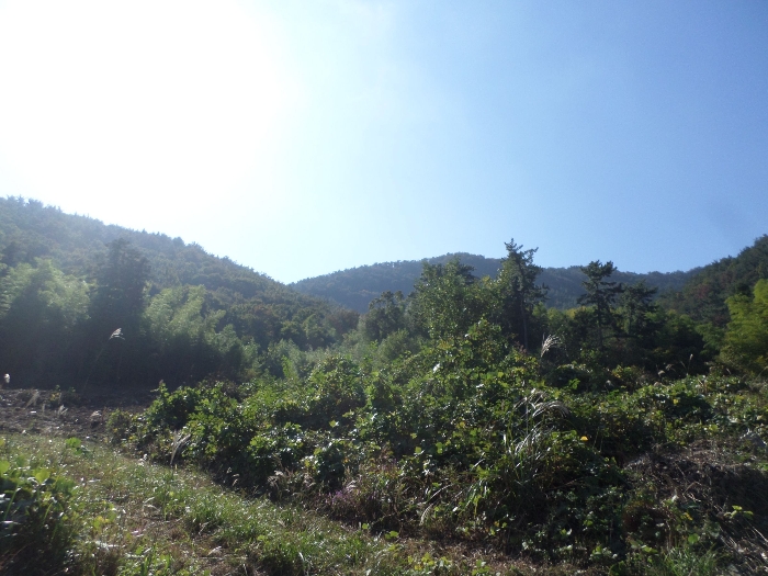경상남도 거제시 거제면 옥산리 산58-5 임야 경매 사진 6