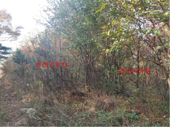경상남도 거창군 가조면 수월리 146-5 전 경매 사진 25
