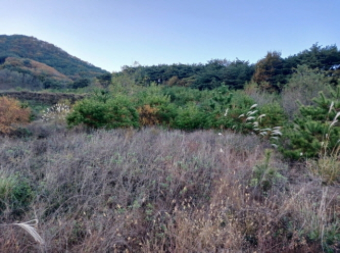 충청남도 서산시 운산면 고산리 427 외 1필지 전 경매 사진 4