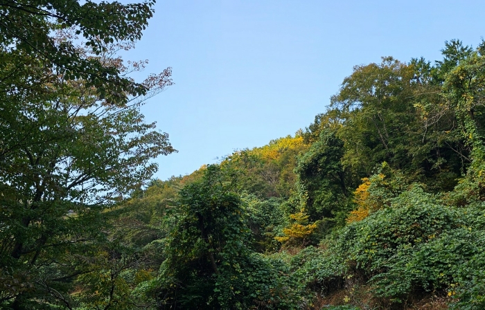 경상남도 거제시 옥포동 산123-2 임야 경매 사진 4