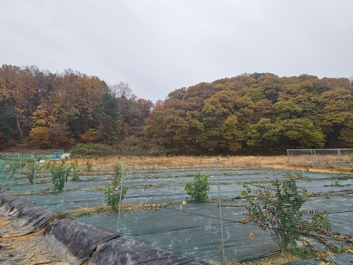 경기도 파주시 문산읍 선유리 230-5 외 3필지 답 경매 사진 19
