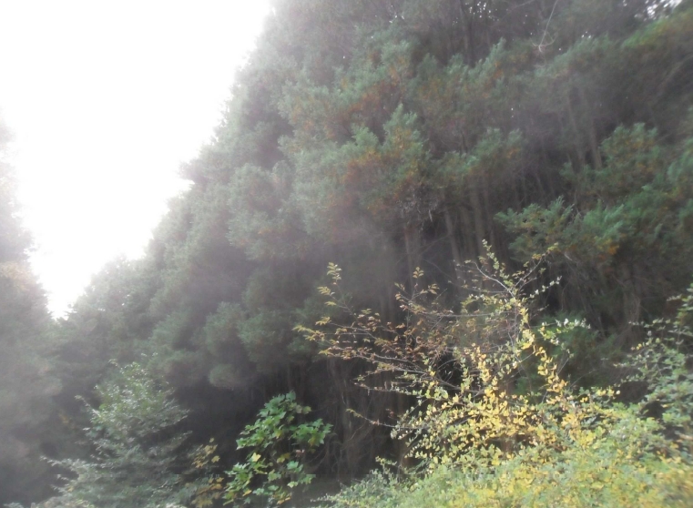 경상남도 창원시 성산구 양곡동 1091 외 23필지 단독주택 경매 사진 32