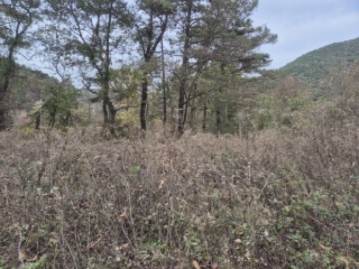 광주광역시 북구 화암동 260 전 경매 사진 1