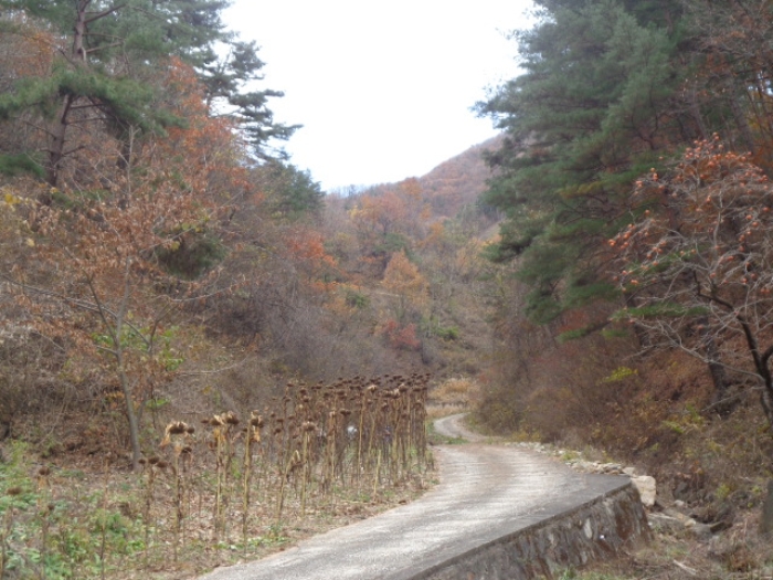 강원특별자치도 삼척시 노곡면 주지리 176 전 경매 사진 10