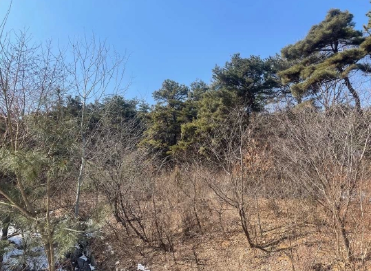 충청북도 진천군 이월면 노원리 산33-3 임야 경매 사진 20