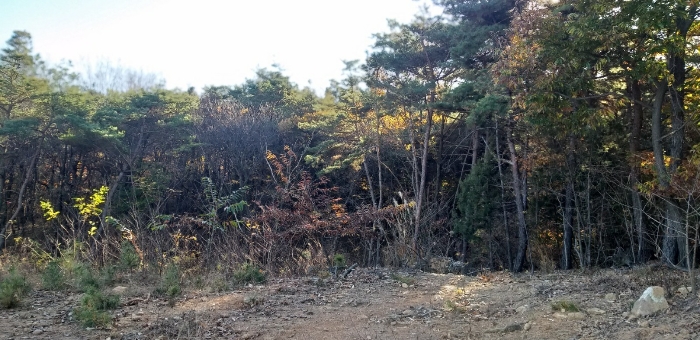 충청북도 진천군 이월면 노원리 산33-3 임야 경매 사진 28