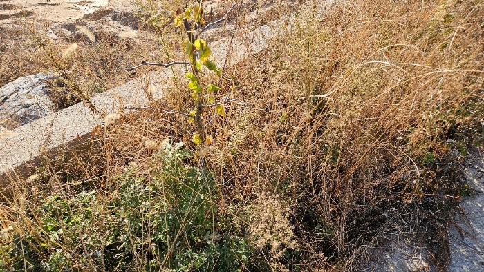 충청남도 공주시 계룡면 유평리 362-1 외 6필지 근린생활시설 경매 사진 37