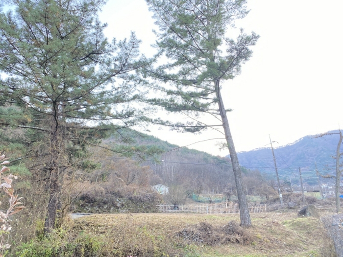 경상북도 청도군 금천면 사전리 1315-1 외 2필지 전 경매 사진 11