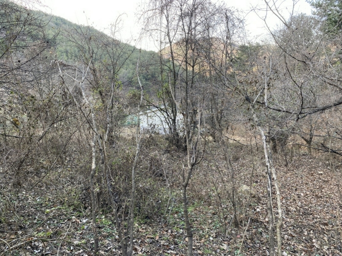 경상북도 청도군 금천면 사전리 1315-1 외 2필지 전 경매 사진 15