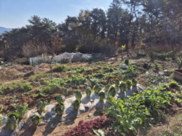 울산광역시 중구 성안동 815 전 경매 사진 14