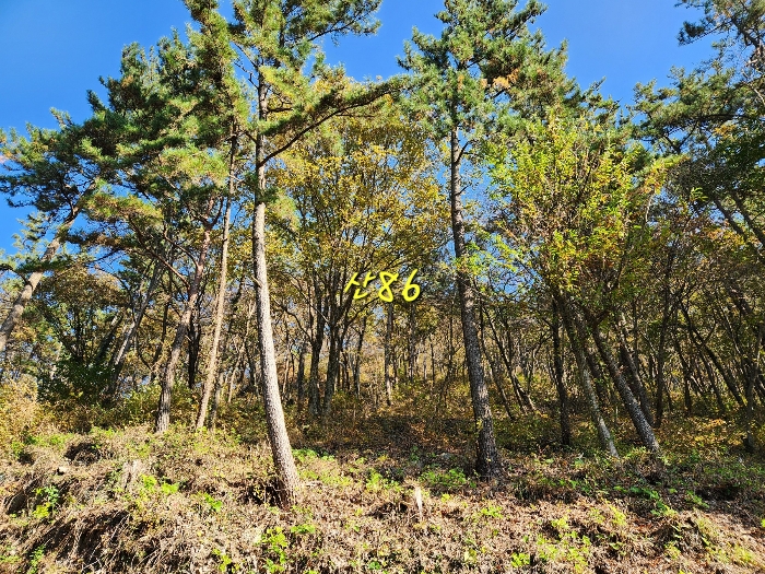 경상남도 남해군 창선면 서대리 산82 외 4필지 임야 경매 사진 13