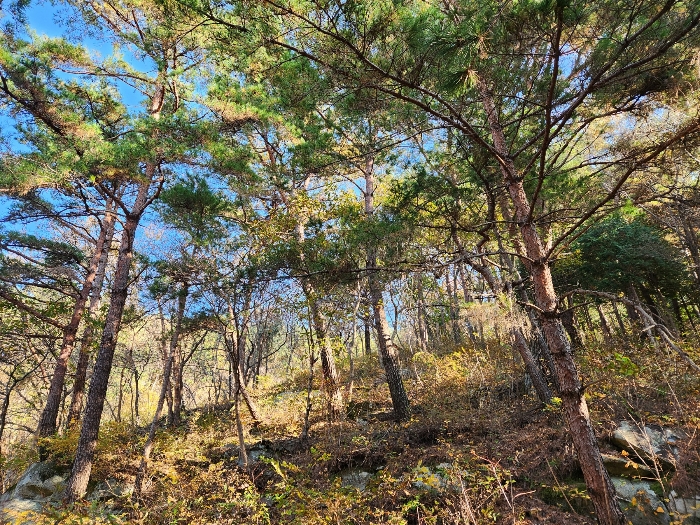 경상남도 남해군 창선면 서대리 산82 외 4필지 임야 경매 사진 22