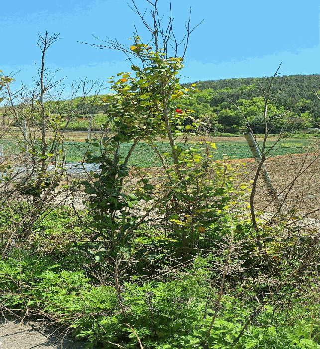 전라남도 강진군 마량면 수인리 산143-6 외 1필지 공장 경매 사진 60