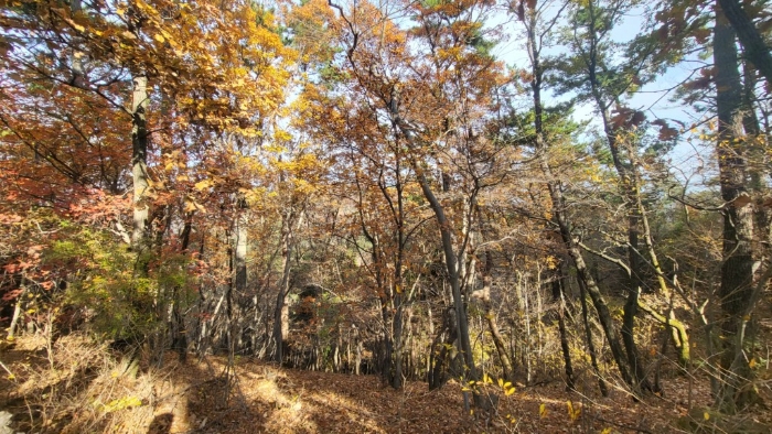 경상남도 거제시 연초면 죽토리 산83-1 임야 경매 사진 17