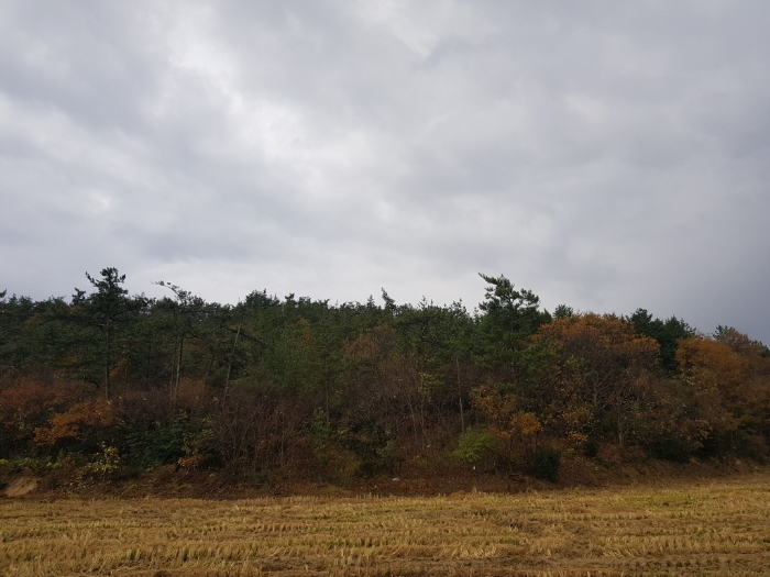 전라남도 해남군 마산면 학의리 산162-7 외 1필지 임야 경매 사진 7