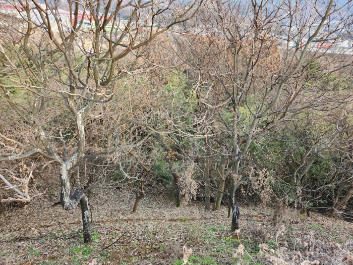 충청남도 홍성군 은하면 장척리 365-1 외 10필지 동물및식물관련시설 경매 사진 54