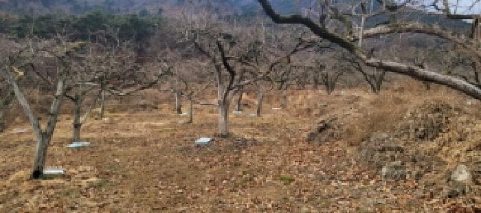 경상북도 청도군 매전면 온막리 499 전 경매 사진 2