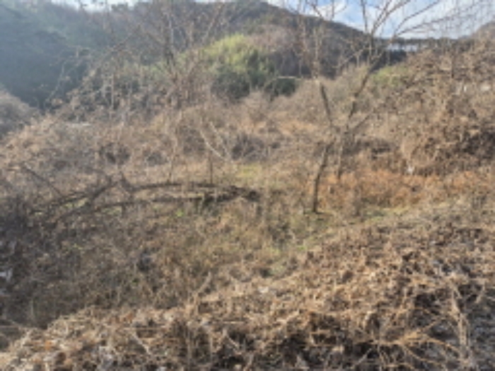전라남도 담양군 용면 쌍태리 448-15 전 경매 사진 1